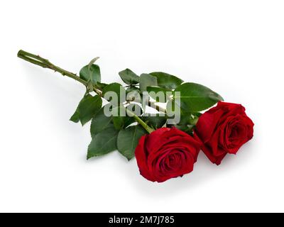 Two dark red roses with a shadow on a white background Stock Photo