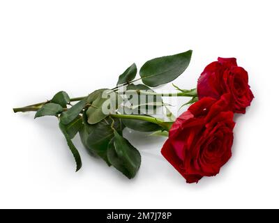 Two dark red roses with a shadow on a white background Stock Photo