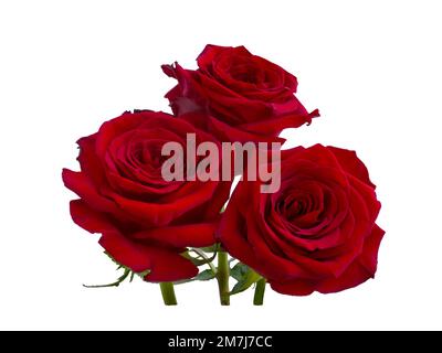 Three dark red roses with a shadow on a white background Stock Photo