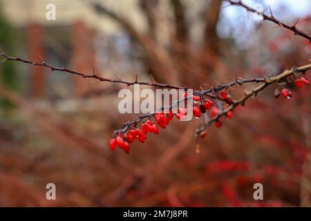 Raindrops on red barberry fruits in Poland Stock Photo