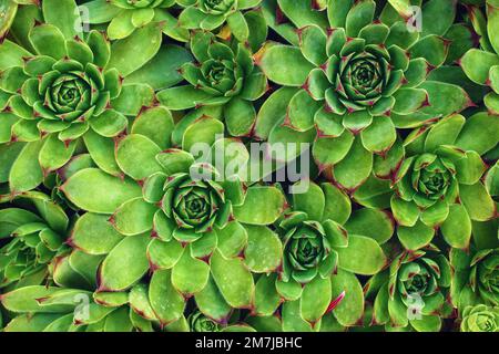 Common houseleek or sempervivum tectorum is also known as homewort or healing blade, top view Stock Photo