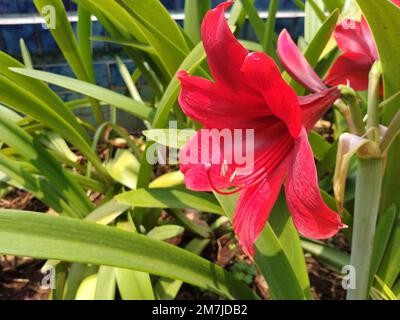 Red Amaryllis Flower blooms in the garden. This photo can be used for anything related to nursery, plantation, gardening, park, nature, environment Stock Photo