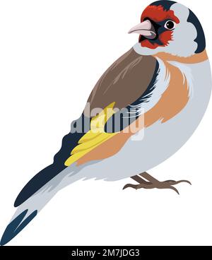 American robin bird species, avian animals vector Stock Vector