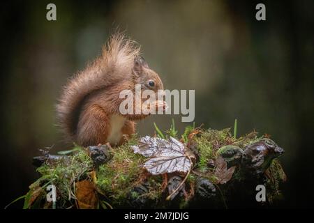Enjoying his nuts. Scotland, UK: THESE IMAGES, captured this week, show a red squirrel leaping into the new year, ready for 2023. One image shows a sq Stock Photo