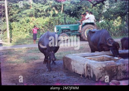 Cattles Going to Drink Water in Gujrat Village, India Stock Photo