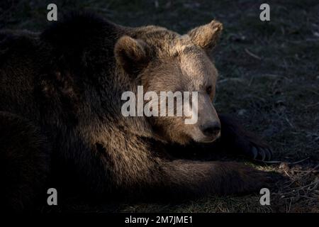 Brown Bear in captivity in Pyrenees, Les Angles, France, on December 28, 2022.  © Joan Gosa 2022 Stock Photo