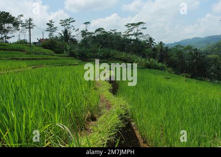 natural beauty of fresh green grass paddy field, blue sky with sunny clouds Stock Photo