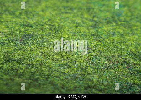 Fresh green meadow background blur. football field grass, golf course, carpet texture Stock Photo