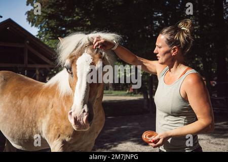 Woman trainer grooming the horses hair, starting to braid them in a braid Stock Photo