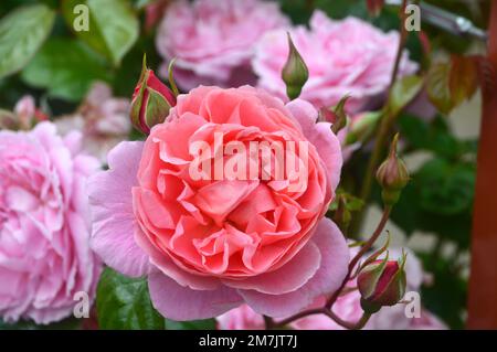 Pink English Shrub Roses Single Pink Rosa Strawberry Hill (English Shrub Rose) Flower grown at ...