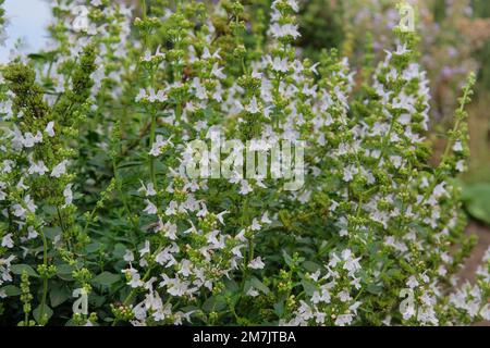 Dracocephalum grown in a rustic farm garden. White flowers in farming and harvesting. Alpine meadows. Medicinal plants. Stock Photo