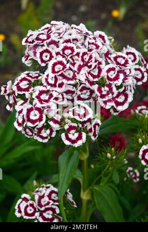 Red & White Sweet William 'Dianthus Barbatus' (Messenger) Mixed Flowers RHS Garden Bridgewater, Worsley, Greater Manchester, UK Stock Photo