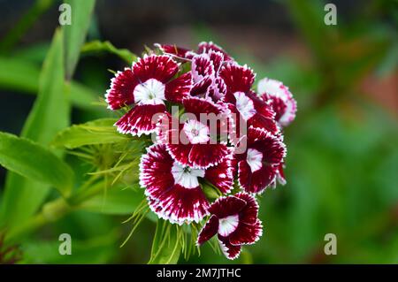 Red & White Sweet William 'Dianthus Barbatus' (Messenger) Mixed Flowers RHS Garden Bridgewater, Worsley, Greater Manchester, UK Stock Photo
