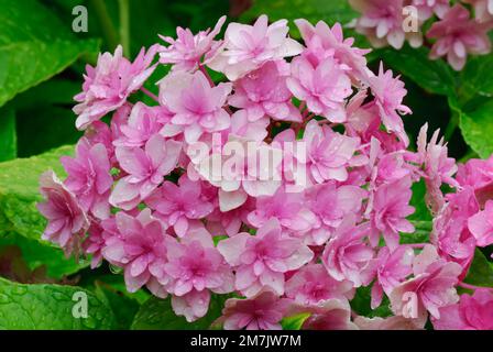 Pink hortensia flowers after rain. With water drops on large leaves. Genus Doppio Rosa, Hydrangea macrophylla. Trencin, Slovakia. Stock Photo