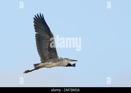 Grey heron in flight. Flying with spread wings in the blue sky. Side view, closeup. Genus species Ardea cinerea. Trencin, Slovakia. Stock Photo