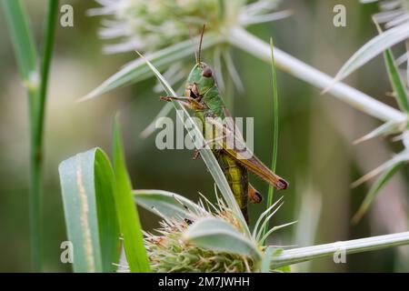 Meadow grasshopper sitting on a thistle in the tall grass. At dusk. Side view, closeup. Genus Chorthippus parallelus. Trencin, Slovakia. Stock Photo