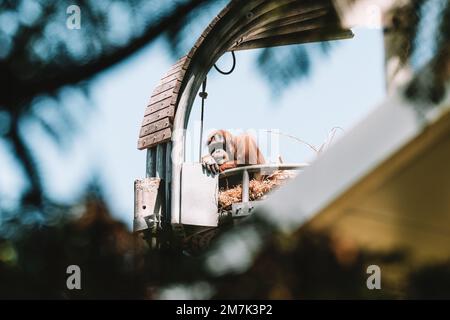 Wildlife at Perth Australia Stock Photo
