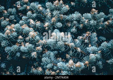 Green branches of a pine tree close-up, short needles of a coniferous tree close-up background texture Stock Photo