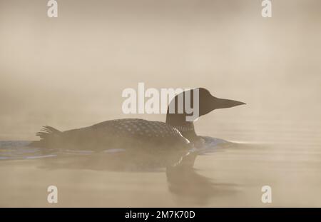 Common Loon silhouette swims in the morning mist on Buck Lake, Ontario, Canada Stock Photo