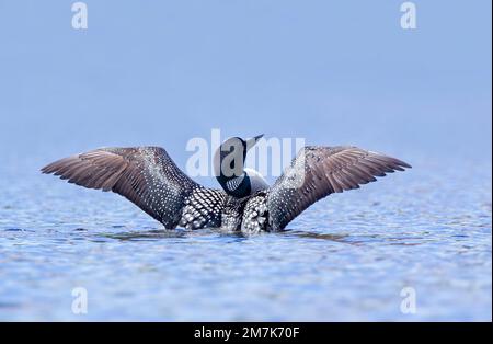 Common Loon breaching the water to dry her wings in the morning as she swims on Buck Lake, Ontario, Canada Stock Photo