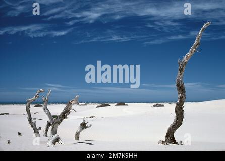 Western Australia. Lancelin white sand with dead trees. Stock Photo