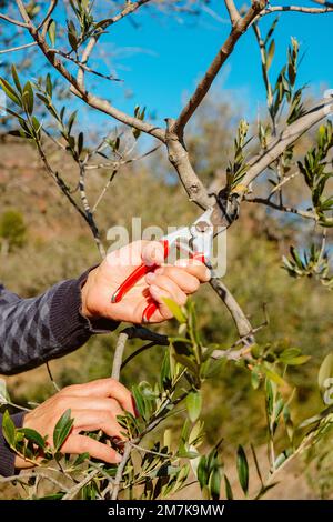 a man prunes an olive tree using a pair of pruning shears in a plantation in Spain Stock Photo