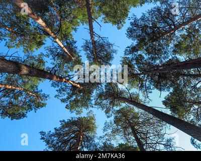 Pine tree tops in the forest of Lithuania, against blue sky. Stock Photo