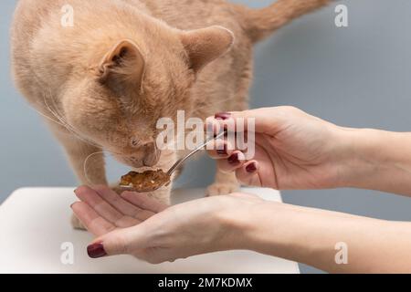 the owner feeds the cat with a spoon. man feeding a cat Stock Photo