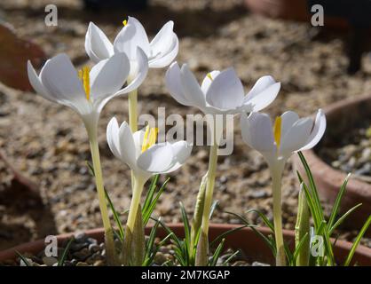 White autumn flowers of rare crocus gouliniyi leucanthus in UK glasshouse October Stock Photo