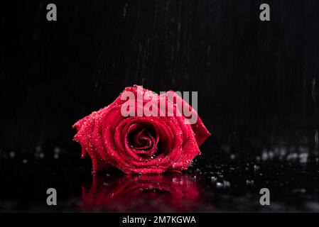 Blooming red rose on a dark background in the rain. Drops of water on the petals of a red rose. Copy space. Stock Photo
