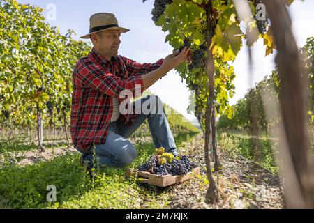 A satisfied winemaker harvests grapes in his vineyard. Stock Photo