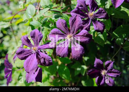 Purple Clematis flowers growing in the park in the summer. Natural photograph. Stock Photo