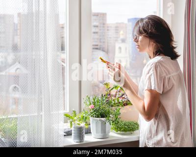 Woman is taking photos of  basil seedlings and microgreens on windowsill. Growing edible organic plants for healthy nutrition. Gardening at home. Stock Photo