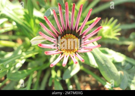 Pink gazania flower blooming in garden Stock Photo