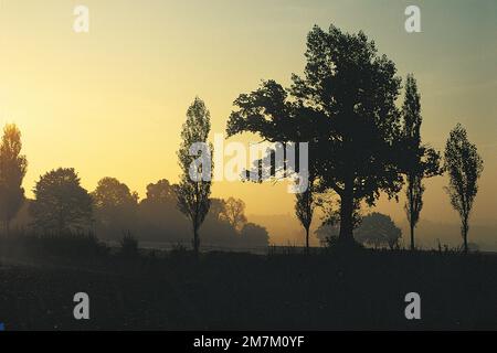 Rural trees silhouetted against golden sunset and blue sky, Karamoja ...