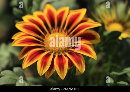 Yellow Gazania or Treasure flower in full bloom Stock Photo