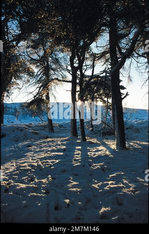 Sunlight streaming through winter trees onto snow-covered ground Stock Photo