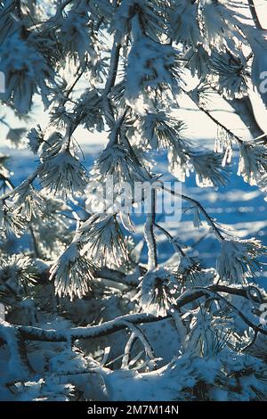 Close up snow covered branches Stock Photo