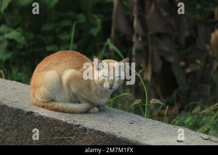 Brown street cat with selective focus Stock Photo