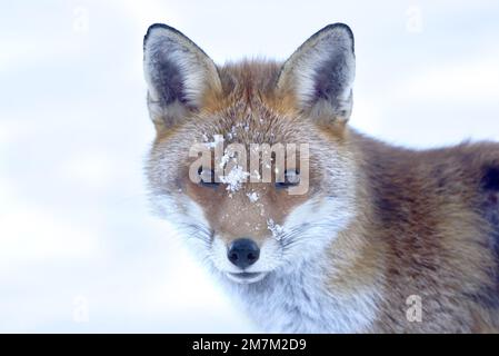 Europen Red Fox (Vulpes vulpes) in an orchard, winter. Kent, UK, December Stock Photo