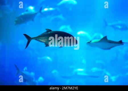 Close-up on tropical seawater fishes in a giant aquarium Stock Photo