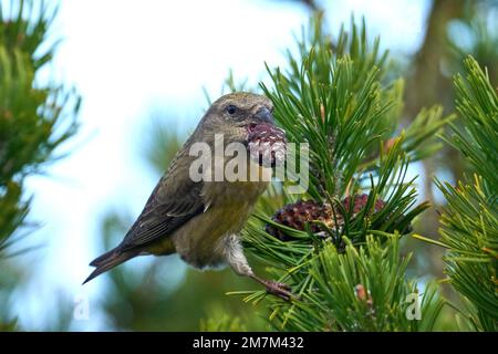 Parrot crossbill (Loxia pytyopsittacus) in its natural enviroment Stock Photo