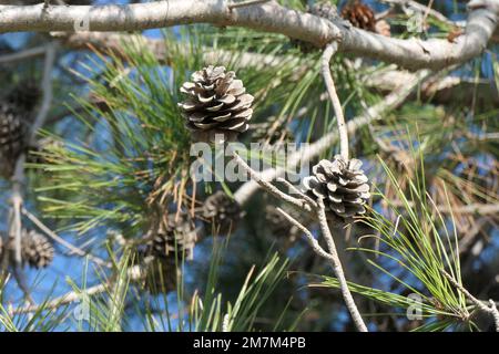 Pine cones on the branches in the city's park Stock Photo