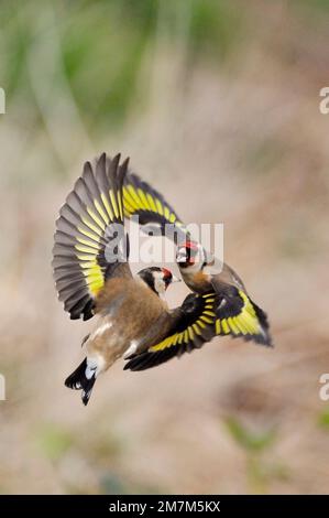 Goldfinches (Carduelis carduelis) squabbling near seed feeder in garden, Berwickshire, Scotland, April 2008 Stock Photo