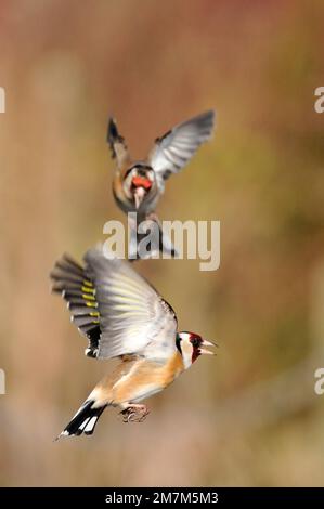 Goldfinches (Carduelis carduelis) birds squabbling near seed feeder in garden, Berwickshire, Scotland, April 2008 Stock Photo