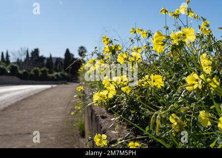 Close-up of wild plants called vinaigrettes, Oxalis pes-caprae, with yellow flowers, on a country road on a sunny day. Island of Mallorca, Spain Stock Photo