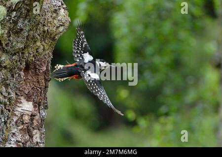 Great-spotted Woodpecker (Dendrocopos major) female flying away from nest hole in birch tree after feeding young, Inverness-shire, Scotland, June 2017 Stock Photo