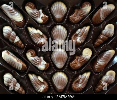 chocolate candies seashells and other sea creatures Best gift for girls and women. Wonderful dessert for any occasion. Beautiful design and great tast Stock Photo