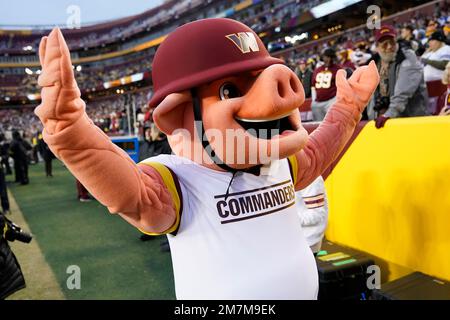 Washington Commanders mascot Major Tuddy walks on the sideline before an  NFL football game between the Commanders and the Dallas Cowboys, Sunday,  Jan. 8, 2023, in Landover, Md. (AP Photo/Patrick Semansky Stock