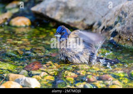 01533-00819 Blue Grosbeak (Passerina caerulea) male bathing Marion Co. IL Stock Photo